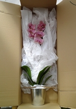 Colis pour orchidées fleuries