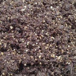 . Compost carnivores sac 4L