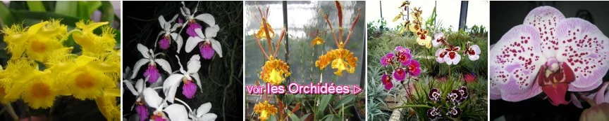 vente d'orchid&eacute;es botaniques et hybrides